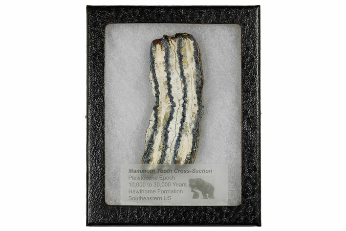 Mammoth Molar Slice with Case - South Carolina #180542